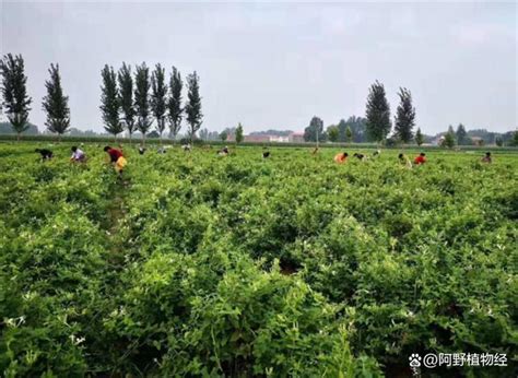 金銀花種植方法|金銀花種植方法